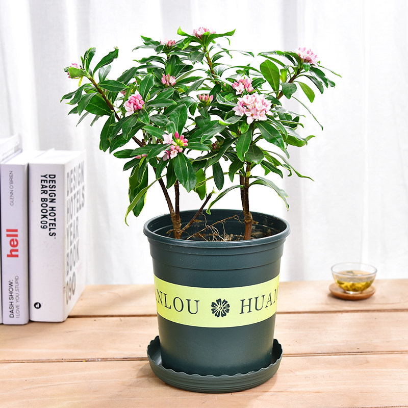 金边瑞香办公室内好养观花盆栽植物冬季花卉包邮大苗带花苞芳香