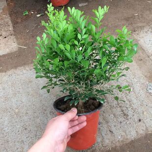 新品九里香七里香花树苗植物室内盆栽带花四季浓香绿植包邮
