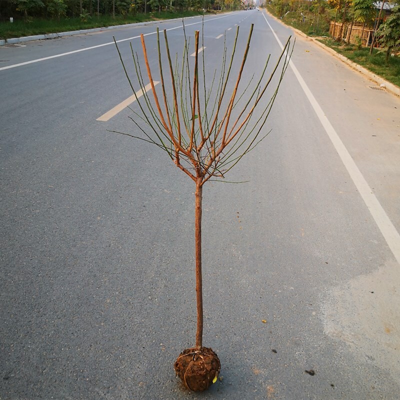 红梅花树苗盆栽老桩庭院耐寒冬季开花卉植物浓香原生高杆骨里红梅