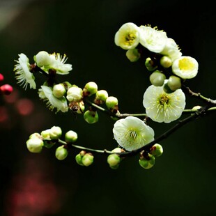 庭院地栽梅花树苗嫁接绿梅树苗梅花苗红绿梅苗芳香植物花卉风景树