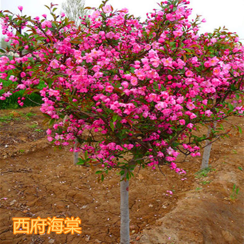 海棠树苗南方种植盆栽庭院风景