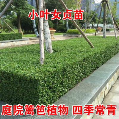 庭院别墅小叶女贞四季常青