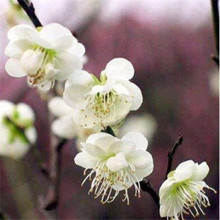 实物原生白玉蝶花梅盆景老树桩白梅花 腊梅耐寒室内开花盆栽树苗