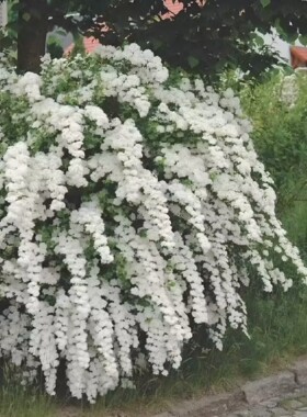 家居庭院可盆栽梅花苗珍珠梅白色