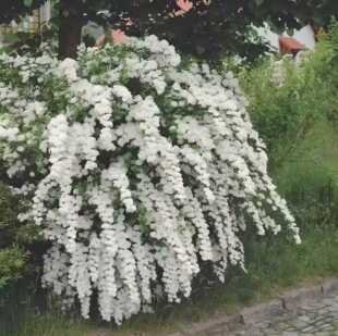 家居庭院绿植 珍珠梅树苗 白色梅花苗 可盆栽 观花植物树苗 菱叶