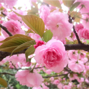 园林绿化苗庭院植物嫁接樱花树苗红花晚樱花苗早樱苗行道树苗