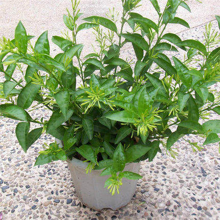 夜来香花苗盆栽阳台庭院夏季香草树苗夜来香植物花卉当年开花