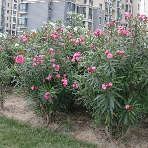 夹竹桃树苗盆栽绿植地栽柳叶