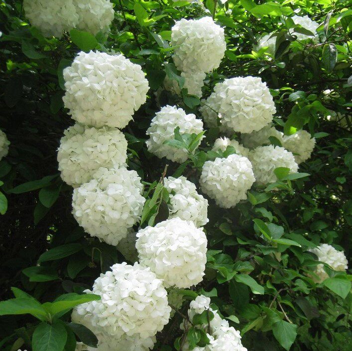 园林绿化苗木庭院观花植物花卉木本白花绣球树苗琼花树苗八仙绣球