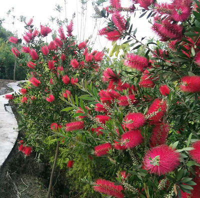 串钱柳树苗垂枝红千层苗金宝树红瓶刷红花树苗庭院别墅绿化树苗