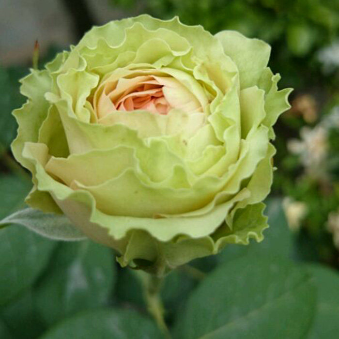 品种大花月季花苗绿色月季品种 【绿星】三季开花 盆栽月季苗