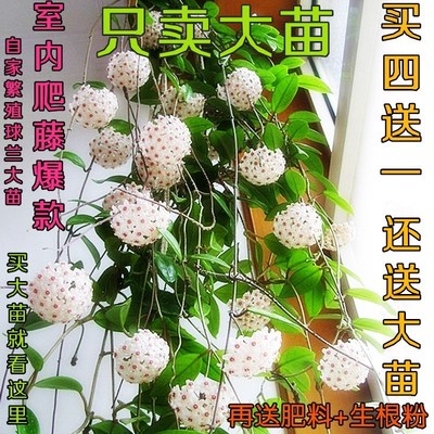 绿植盆栽大苗吊兰爬藤花卉