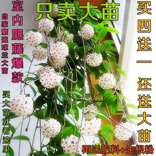 盆栽爬藤花卉室内外绿植球兰花绿叶球兰大苗球兰花苗当年开花吊兰