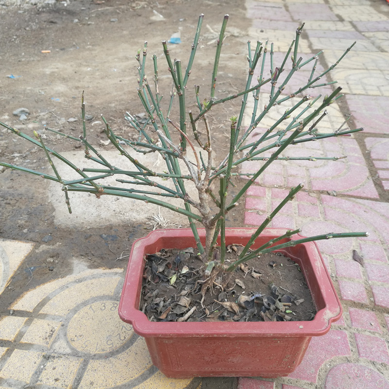 迎春花苗.迎春花苗木迎春花小苗.迎春花盆景老桩庭院盆栽耐寒花卉