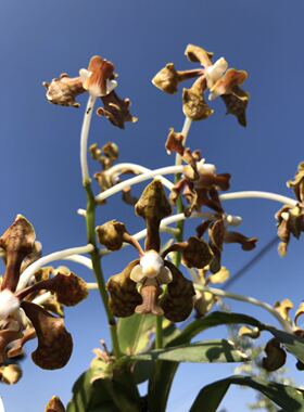 洋兰-原种香花万代兰-白柱万代兰Vanda brunnea