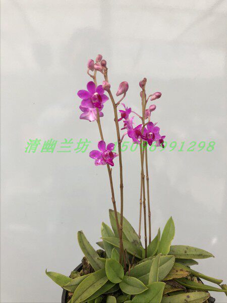 原种洋兰-万代兰-朵丽蝶、五唇兰Doritis pulcherrima