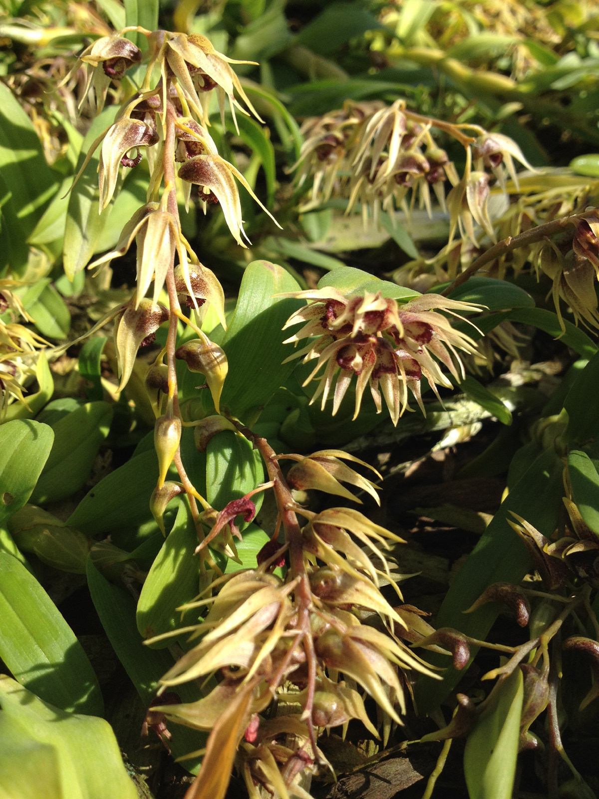 兰花-洋兰-石斛兰-单葶草石斛,虫草石斛den.porphyrochilum