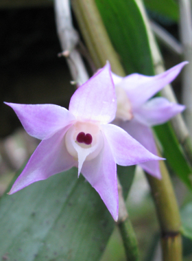 兰花-洋兰-石斛兰-钩状石斛Dendrobium aduncum Lindl