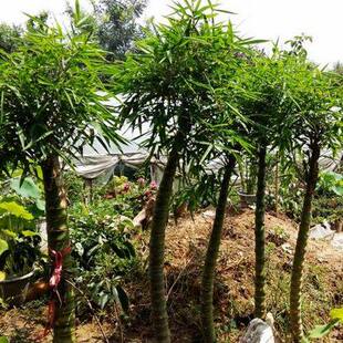 佛肚竹 罗汉竹 盆景室内盆栽 佛肚竹盆栽 盆景竹子 观赏竹子竹苗