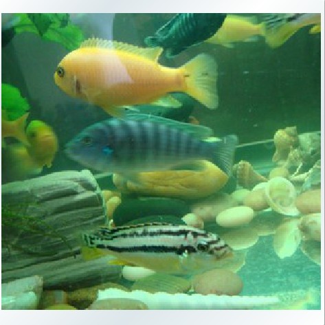 非洲鲷鱼三湖热带鱼非洲三湖慈鲷