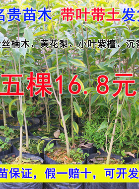 四大名贵苗木树苗正宗奇楠沉香小叶紫檀海南黄花梨金丝楠木珍稀有