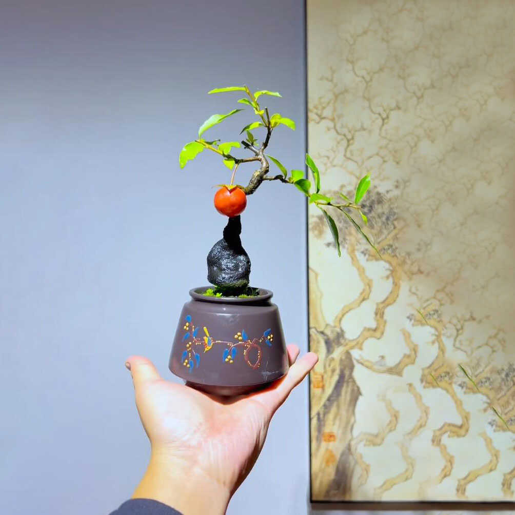 金弹子造型盆景掌中宝盆栽金弹子母树办公室带盆带土好养一物一拍