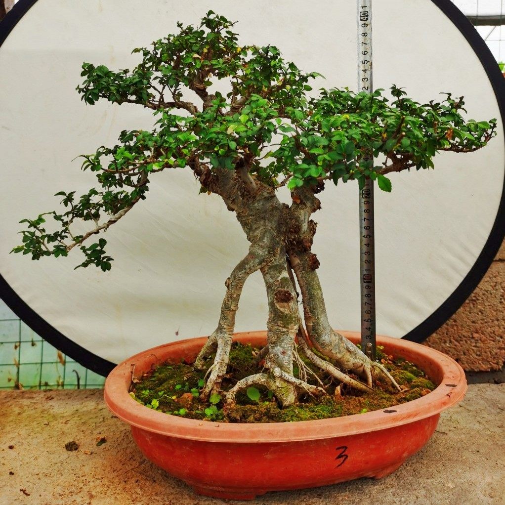 定制小叶榔榆树盆景提根造型老桩阳台办公桌盆栽四季常青植物一物