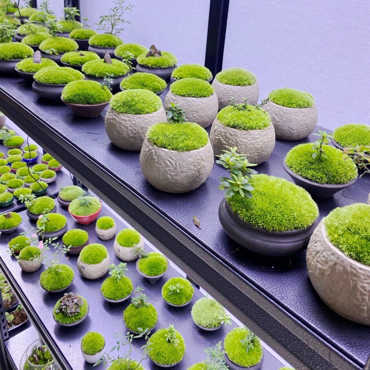 鲜活苔藓微景观青苔盆景桌面绿植DIY创意家居迷你小盆栽四季常青