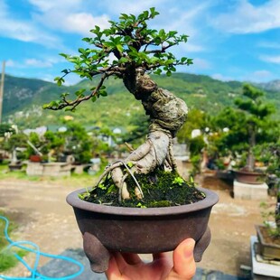 小叶榔榆树盆景提根造型老桩阳台办公桌盆栽四季常青植物一物一拍
