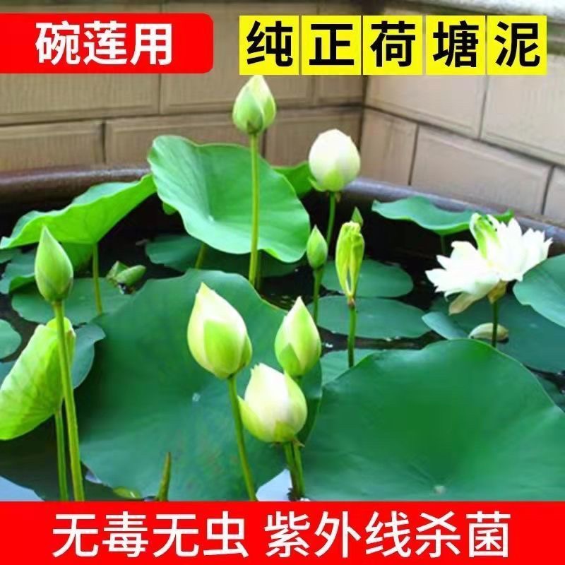 包邮荷塘泥碗莲专用土睡莲河泥养鱼莲花水养泥块淤泥土荷花专用泥 鲜花速递/花卉仿真/绿植园艺 介质/营养土 原图主图