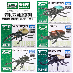 TOMY多美卡安利亚锯齿瓢虫 彩虹 五角甲虫动物昆虫益智模型玩具