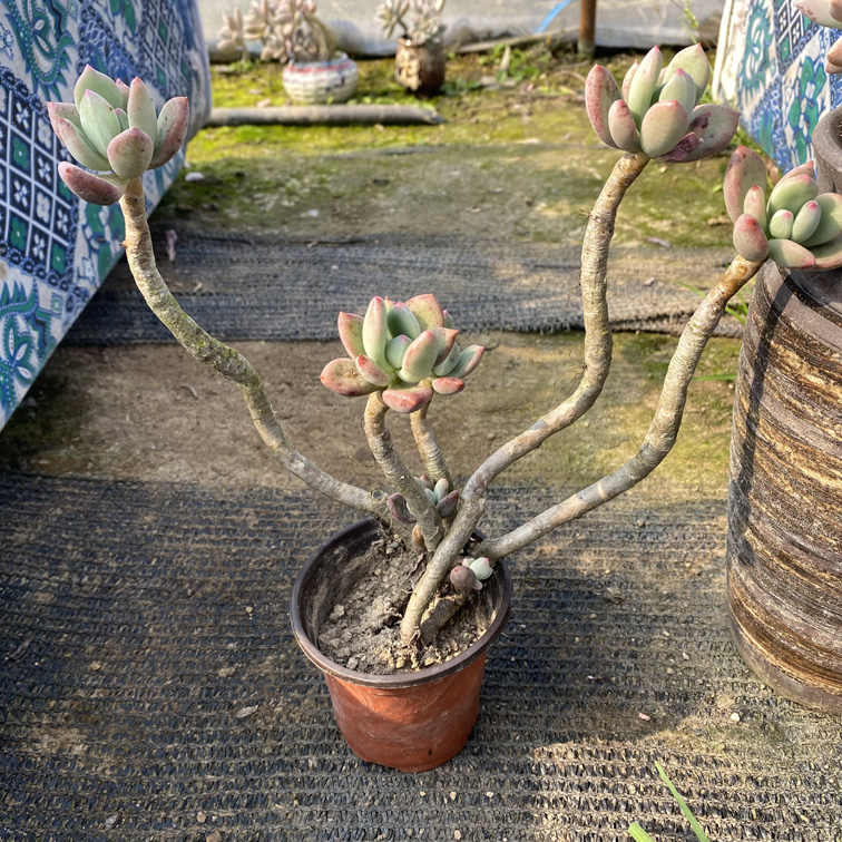 青星美人老桩 多肉植物 多颗组成 一物一拍室内 阳台 绿植盆栽
