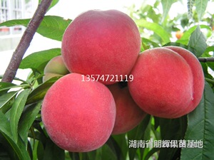 果树苗木桃树苗早熟品种 三月桃苗又名反季桃 包邮买二赠一