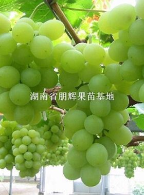 湖南嫁接进口无核葡萄苗