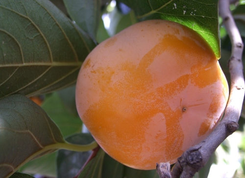 柿子果树苗木价格 柿子果树苗木图片 星期三