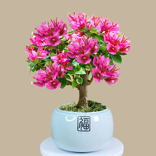 矮霸三角梅小桃红茶桌办公桌四季