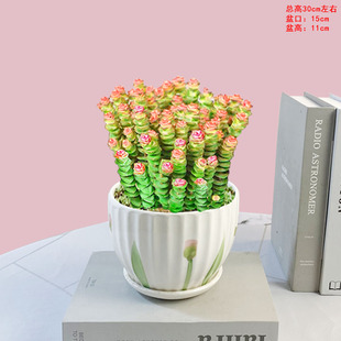 钱串子盆栽办公室客厅室内阳台喜阳耐旱多肉植物四季常青好养绿植