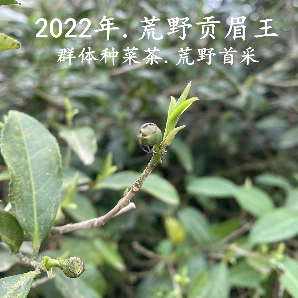 湖林雨贡眉王荒野首采小菜茶