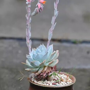 多肉植物 白莲花