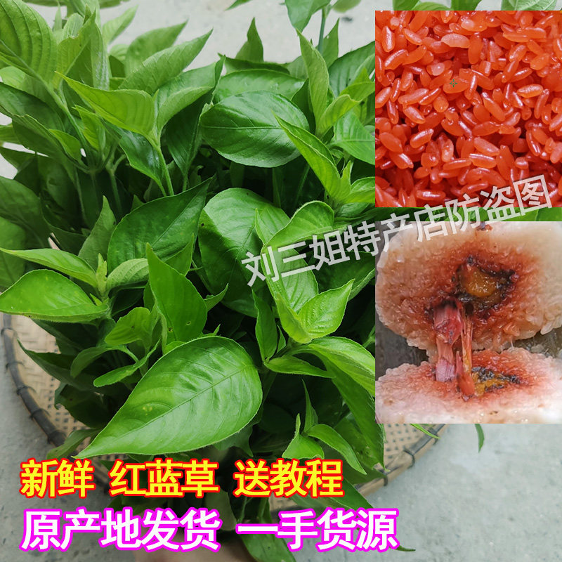 红蓝叶新鲜正宗红蓝草广西五色糯米饭植物染料红色毛红兰红丝线草