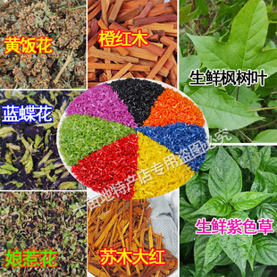 新鲜枫叶广西五色糯米饭植物染料颜色七彩三月三苏木紫蓝草红黄花