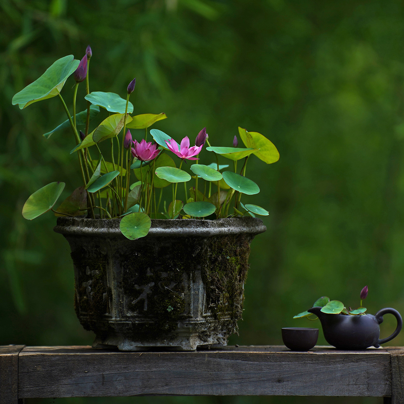 【纤&middot;清菡】周劲松小微型迷你盆栽碗莲荷花种藕苗露阳台花卉