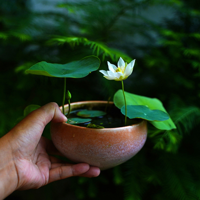 周劲松小微型盆栽碗莲荷花种藕苗