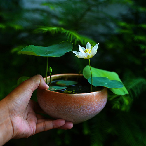 周劲松小微型盆栽碗莲荷花种藕苗