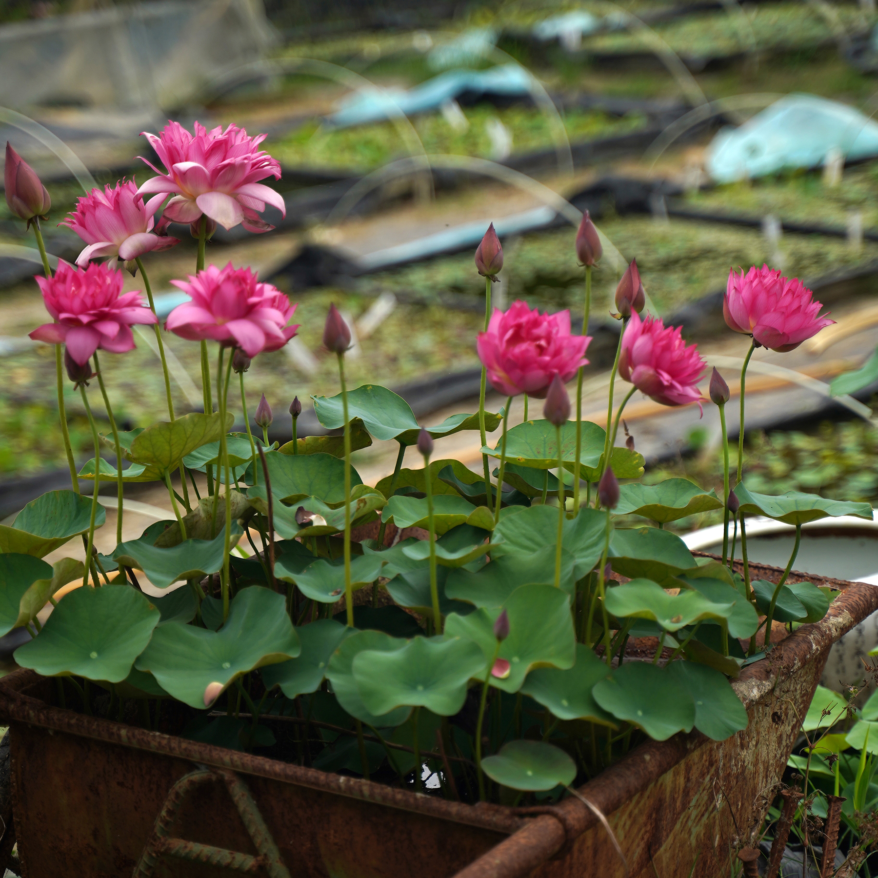 【辉煌•霓翎】周劲松庭院阳台花卉水生植物非四季碗莲种藕根块苗