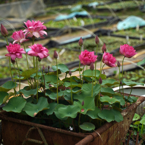周劲松盆栽小荷花莲花碗莲种藕苗