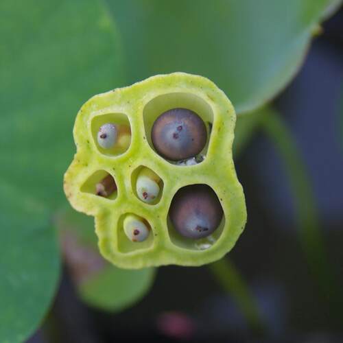 非栽培季节周劲松盆栽碗莲花种子