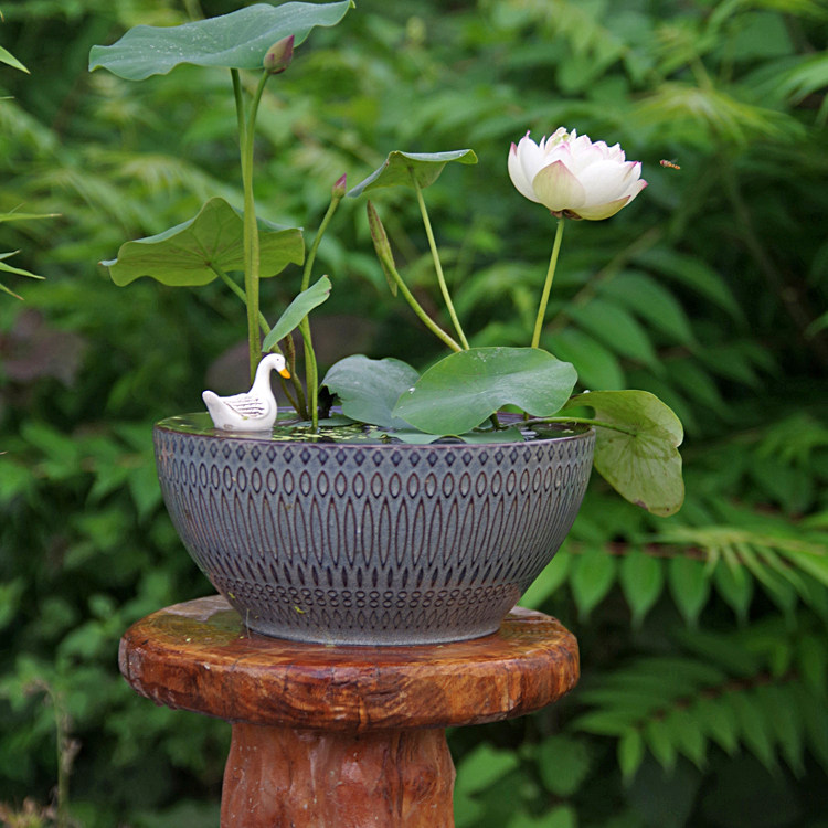 【纤&bull;梅浅】周劲松家小微型阳台盆栽碗莲荷花种藕根茎苗迷你花卉