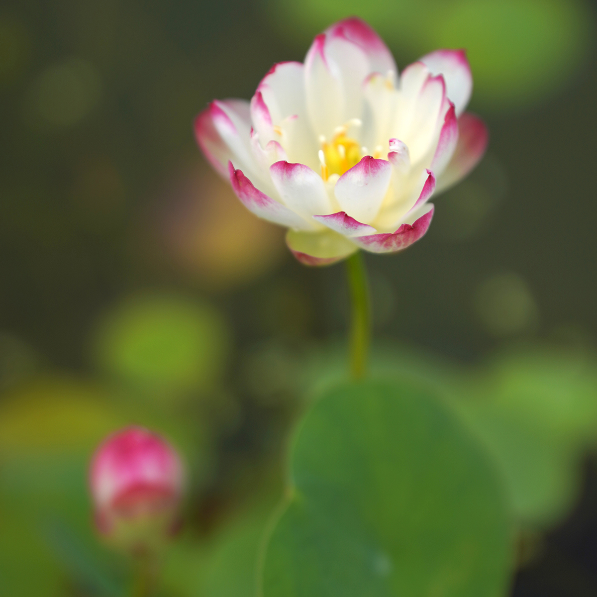 周劲松小微盆栽阳台家庭碗莲种藕