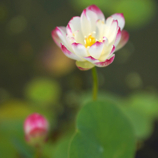 惊艳·采薇 周劲松小微型盆栽阳台家庭种植碗莲荷花种藕根茎苗